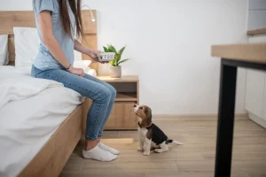 Pet Allowed vs Pet Friendly Apartments