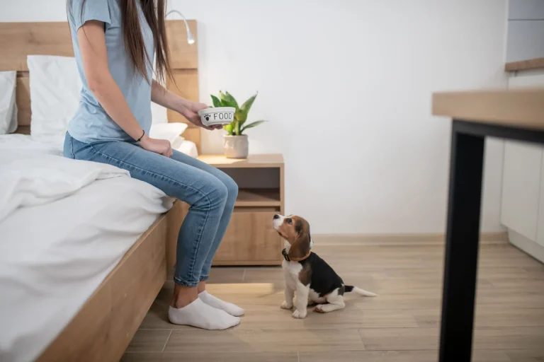 Pet Allowed vs Pet Friendly Apartments